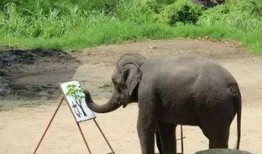 娱乐吃瓜君大象,大象背后的故事与真相